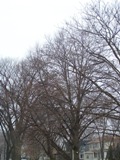 Winter trees, Chicago (Bertulfo, 2009)