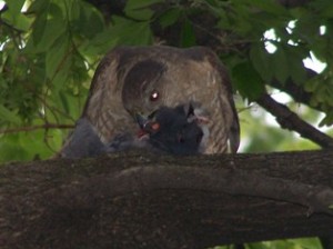 Cooper's hawk eats Pigeon (Bertulfo, 2008)