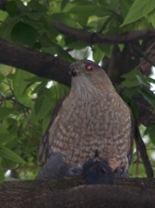Cooper's Hawk w/pigeon, Chicagoland (Bertulfo, 2008)