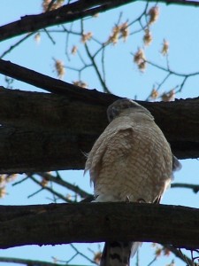 Hawk guarding nest from across street