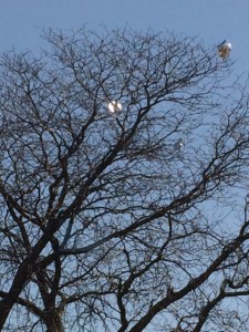 Balloon Tree