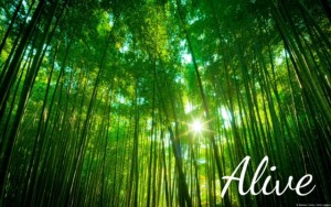 Bamboo forest alive