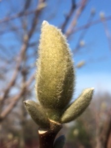 spring bud 2016